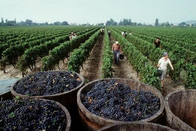 Ica, cuna del agro costeño