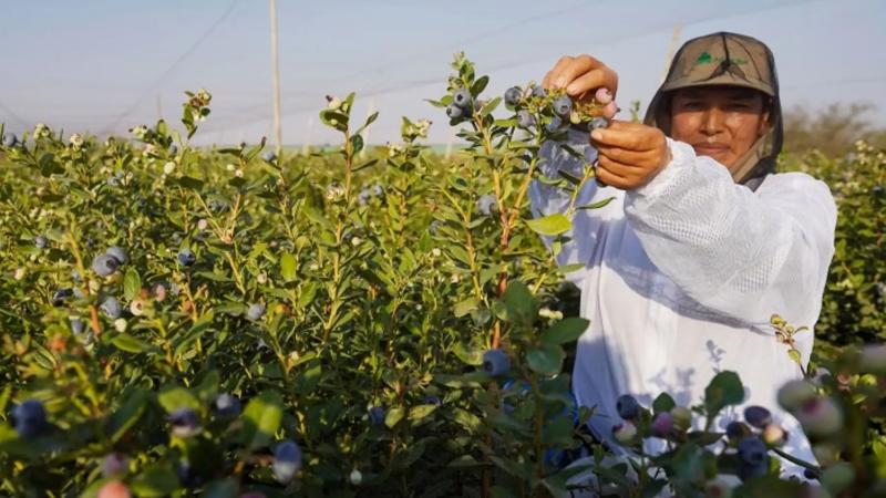 Ica exportó 50.456 toneladas de arándanos hasta la semana 12 de la campaña 2025/2026