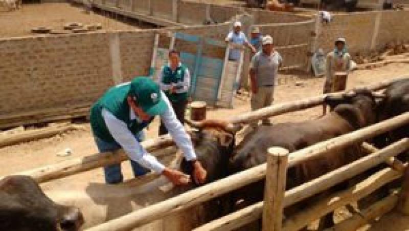 Ica: más de 16 mil cabezas de ganado fueron vacunadas para evitar brotes de Ántrax