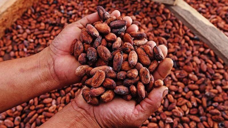 ICCO: producción mundial de cacao habría alcanzado las 4,449.000 toneladas en la campaña 2023/2024