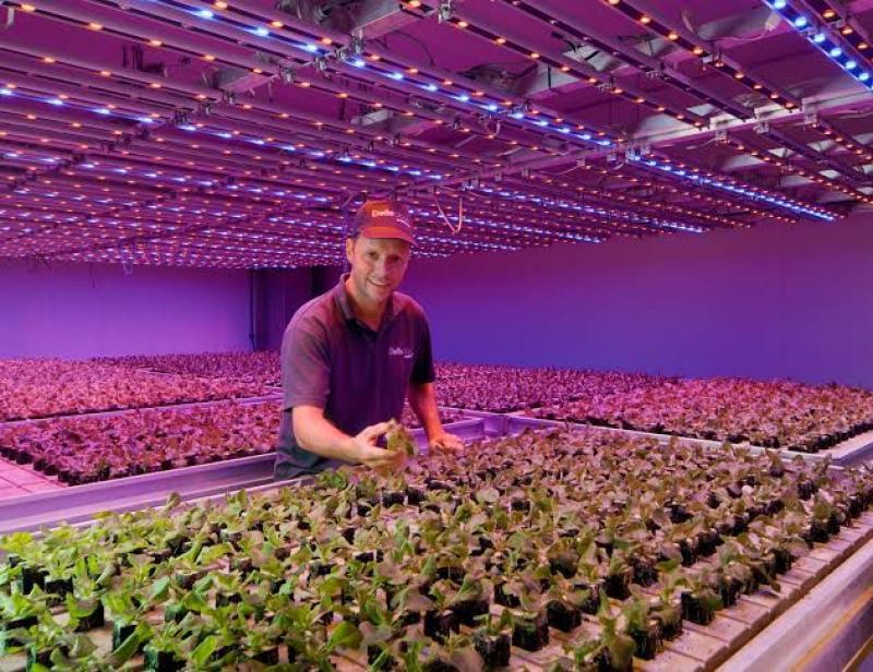 Iluminación LED permite potenciar la productividad y calidad de los cultivos agrícolas