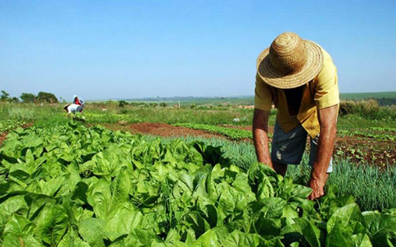 Impacto del Covid-19 en el agro peruano sería limitado