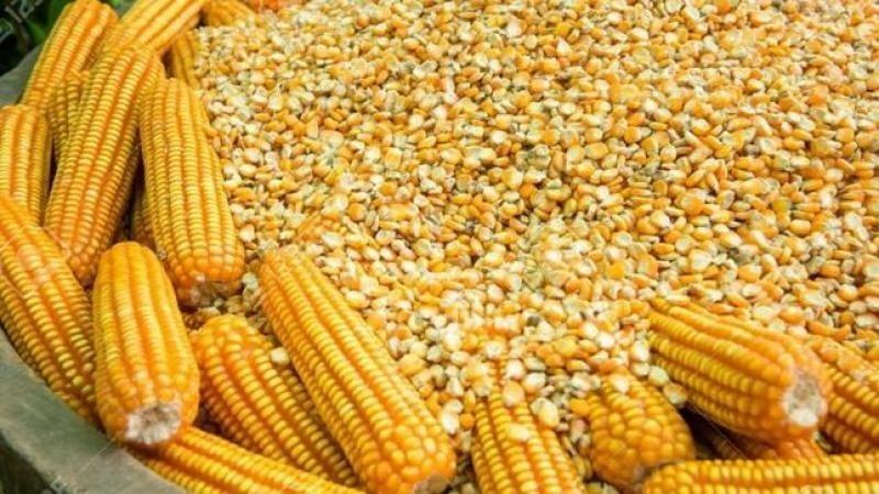 Importación de maíz amarillo duro creció 3.84% en volumen en el primer semestre de 2026