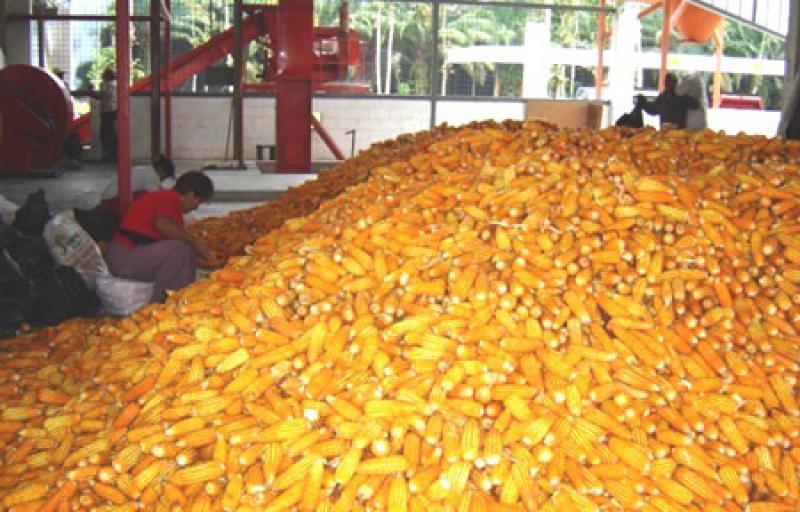 Importación de maíz amarillo duro por parte de Perú aumentó en volumen 13%