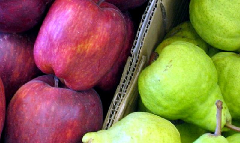 IMPORTACIÓN DE MANZANA POR PARTE DE PERÚ CAYÓ EN VALOR  11.6%