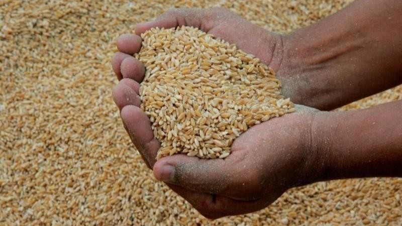Importación de trigo llegó a los US$ 594 millones en 2025