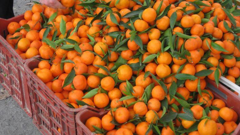 Importaciones de naranjas de terceros países en la UE cayeron en julio significativamente respecto a la media