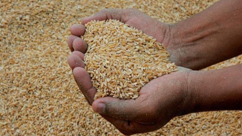 Importaciones peruanas de trigo superan los US$ 213 millones con Canadá como principal proveedor entre enero y abril