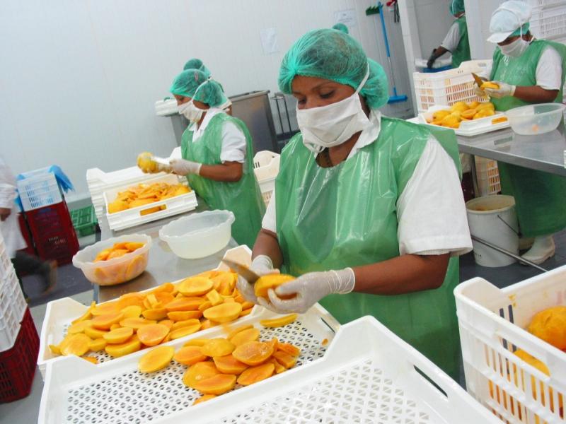 IMPULSAN ASOCIATIVIDAD DE PEQUEÑOS PRODUCTORES DE MANGO