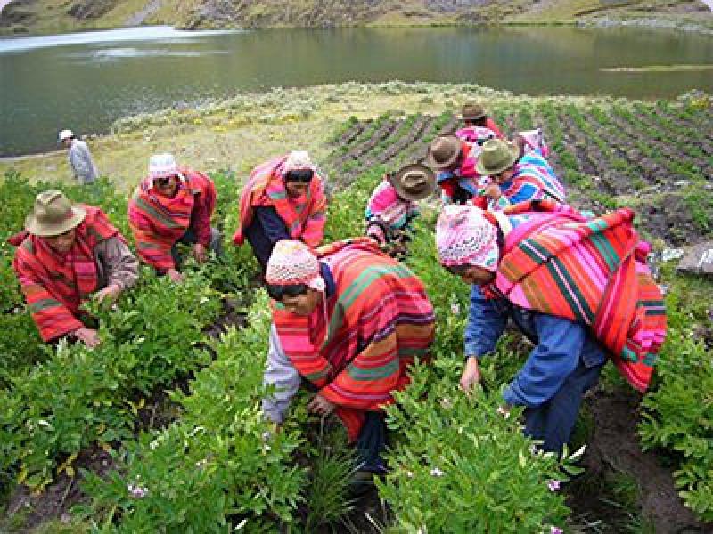 IMPULSAN ASOCIATIVIDAD ENTRE PRODUCTORES PEQUEÑOS Y GRANDES