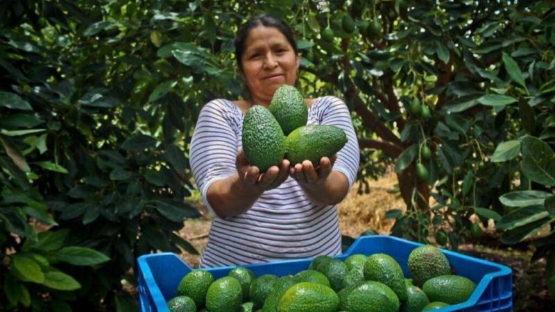 Impulsan consumo nacional de palta Hass producida por pequeños agricultores