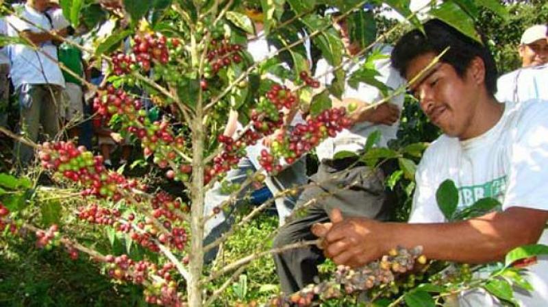 IMPULSAN CULTIVOS DE CACAO Y CAFÉ EN ZONAS COCALERAS DE SIETE REGIONES