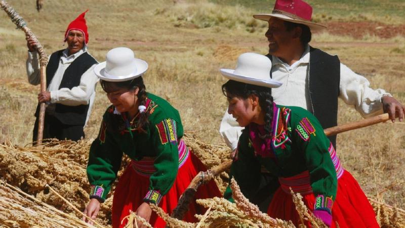 Impulsan el valor agregado de la fibra de alpaca y beneficia a más de 8.000 productores