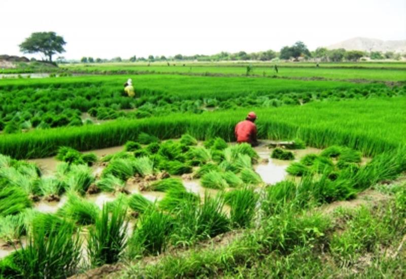 IMPULSAN FORTIFICACIÓN DE ARROZ PARA DISMINUIR DESNUTRICIÓN INFANTIL