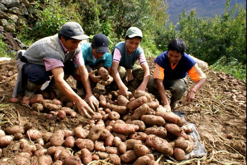 Impulsan industrialización de la papa en la provincia de Barranca