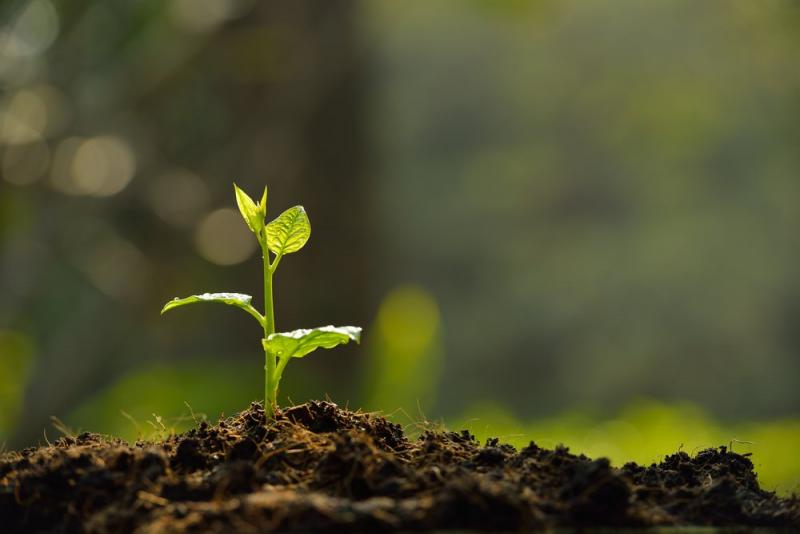 Impulsan investigaciones que contribuyen a la conservación del medio ambiente