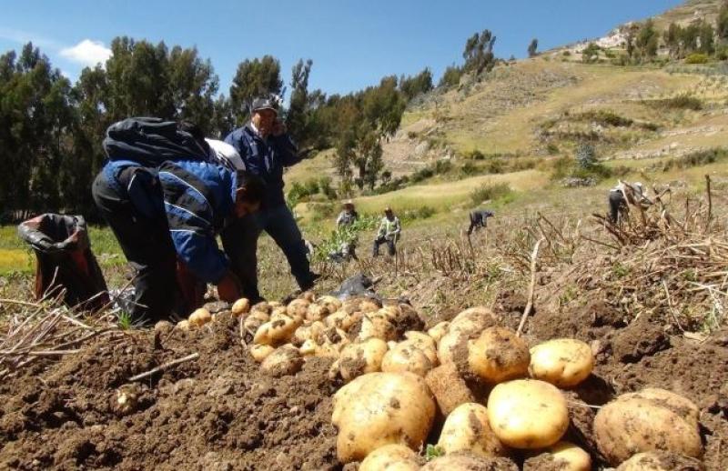 IMPULSARÁN VENTA DE PRODUCTOS ORGÁNICOS