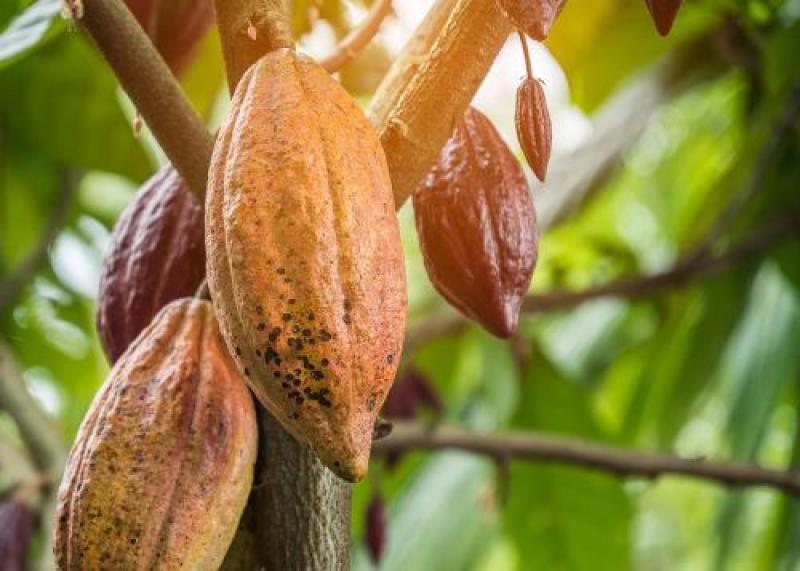 Inacal capacitará y promoverá el desarrollo de estándares de calidad del cacao