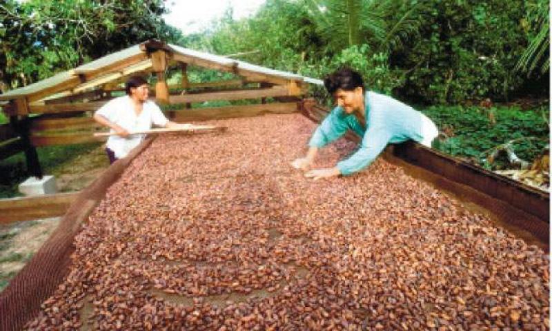 INAUGURAN CENTRO DE PRODUCCIÓN E INNOVACIÓN TECNOLÓGICA DEL CACAO FINO