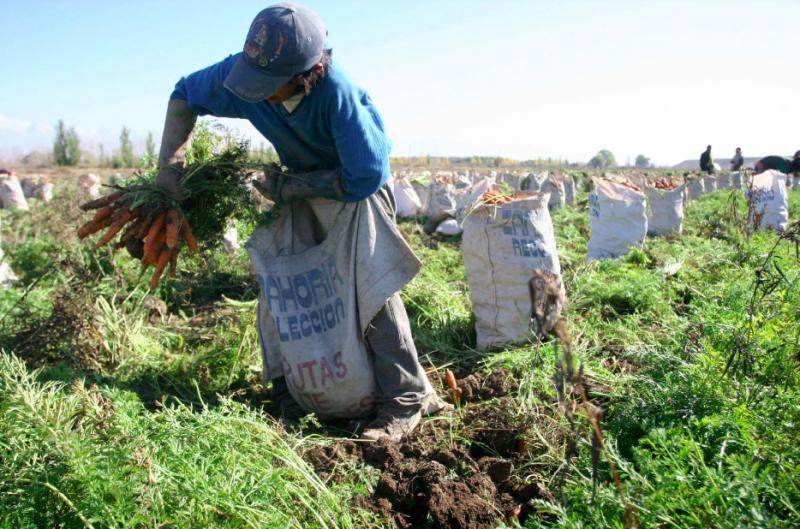 Incremento de temperatura en Arequipa acelera la cosecha de productos