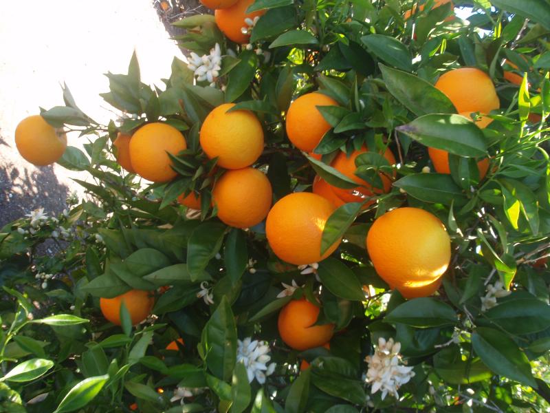 INCREMENTO DE TEMPERATURAS DIFICULTARÁ LA FLORACIÓN EN CULTIVOS COMO LOS CÍTRICOS