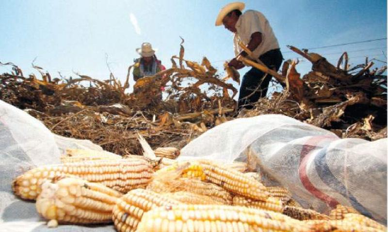 ÍNDICE DE LA FAO PARA LOS PRECIOS DE LOS ALIMENTOS SUBIÓ 6%