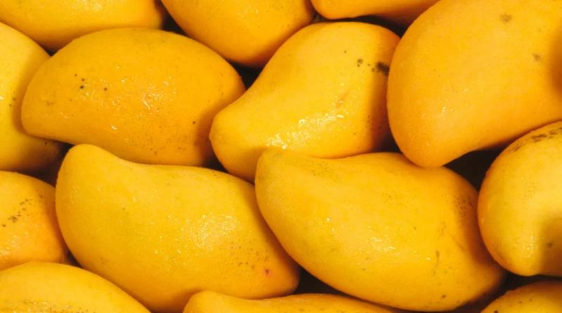 Industria del mango apuesta la continuidad del programa de investigación y promoción