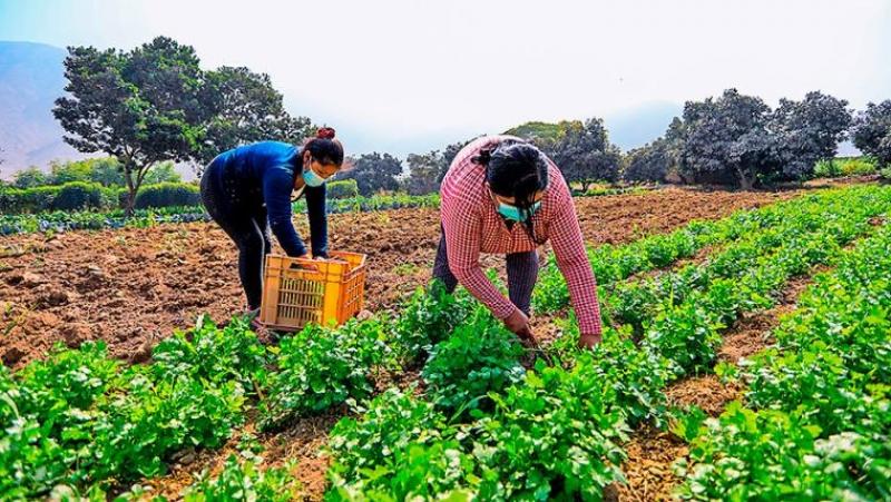 INEI autoriza ejecución de la “Encuesta Nacional Agropecuaria 2024"