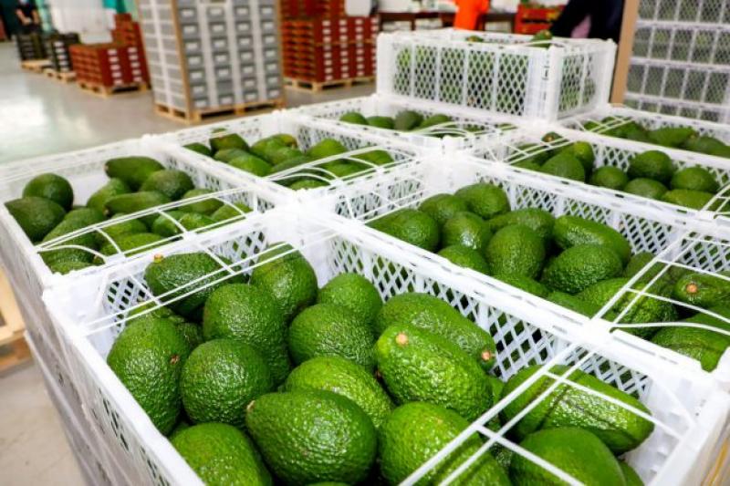 Inflación y crisis logística afectan exportaciones de palta peruanas