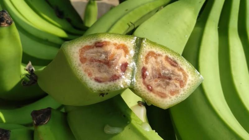 INIA avanza en el desarrollo de bananos con potencial tolerancia a "Fusarium"