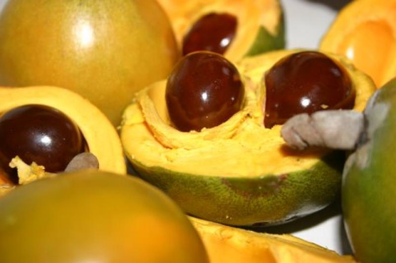 INIA BRINDARÁ CURSO SOBRE MANEJO PRODUCTIVO DEL CULTIVO DE LÚCUMO