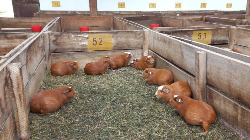 INIA desarrolla la primera línea de cuy de alta calidad para Junín