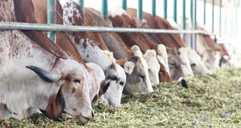 INIA impulsa el desarrollo ganadero del país con la reproducción de 23 mil crías de bovinos por inseminación artificial