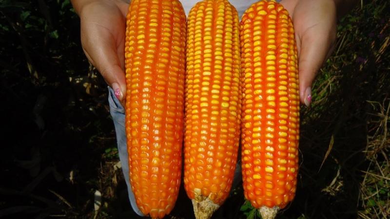 INIA inicia investigación de tolerancia al estrés hídrico del maíz amarillo duro