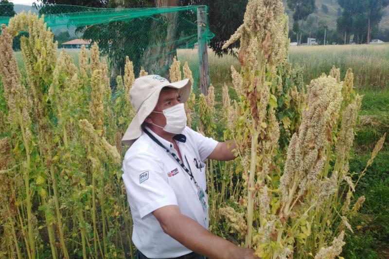 INIA potenció la productividad de 286 mil hectáreas de cultivo con semillas certificadas