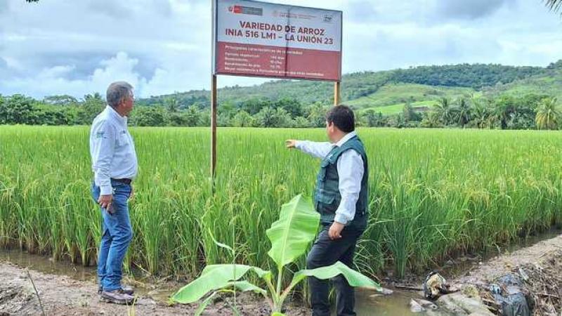 INIA presenta nueva variedad de arroz con alta calidad genética