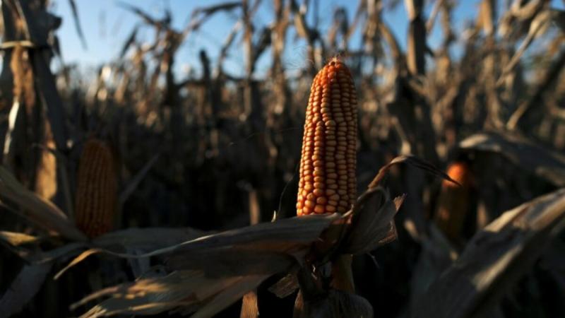 INIA promete recuperar productividad de hectáreas de maíz afectadas en Apurímac