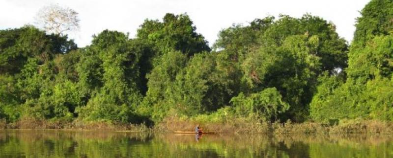 INICIAN ELABORACIÓN DE INVENTARIO NACIONAL DE BOSQUES 