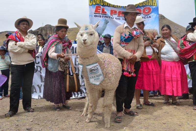 INICIAN ENTREGA DE MÁS DE 7,000 ALPACAS MEDIANTE MECANISMO DE REPOSICIÓN