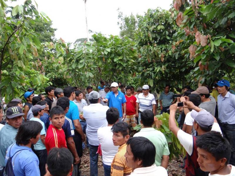 INICIAN PROYECTO PARA MEJORAMIENTO DEL CACAO EN  ALTO AMAZONAS