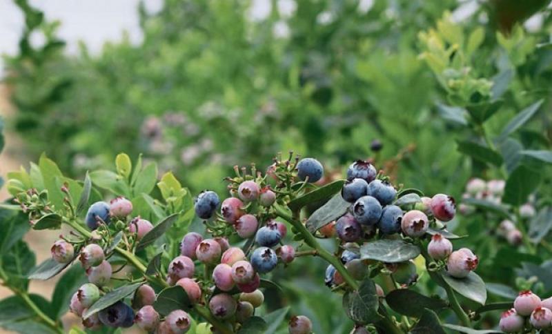 Inka´s Berries innova en genética de arándanos y apunta al mercado premium