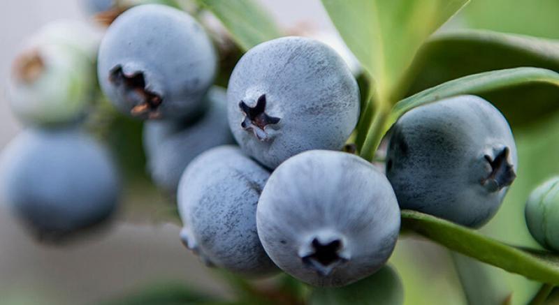 Inka's Berries proyecta superar los 1,000 contenedores de arándanos exportados