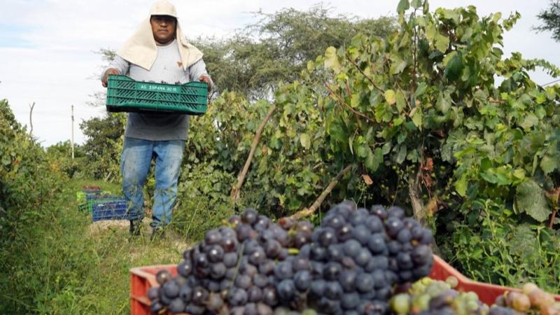 Innovación tecnológica en Ica eleva la productividad agrícola a niveles récord