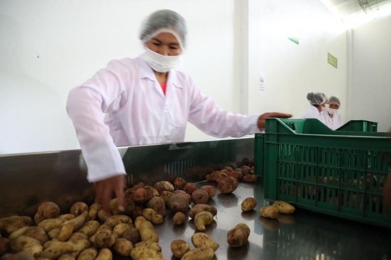 Instalan planta de procesamiento primario de papa en Concepción