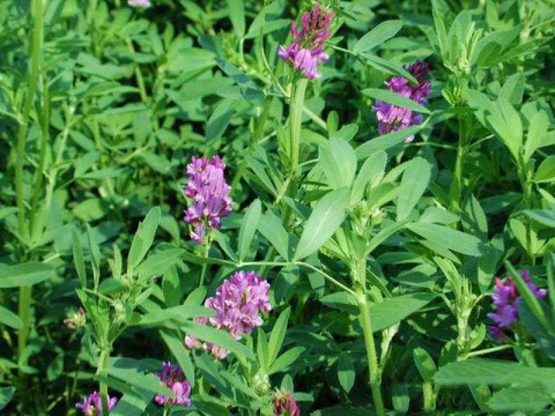 INSTALARÁN PLANTA DESHIDRATADORA DE ALFALFA EN PUNO