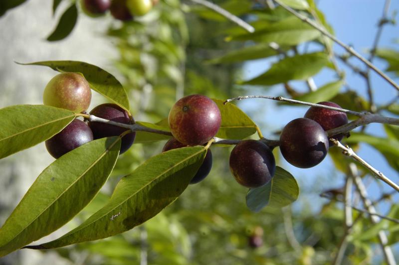 INSTITUCIONES DE LA SELVA DESARROLLAN CULTIVOS DE AGROEXPORTACIÓN