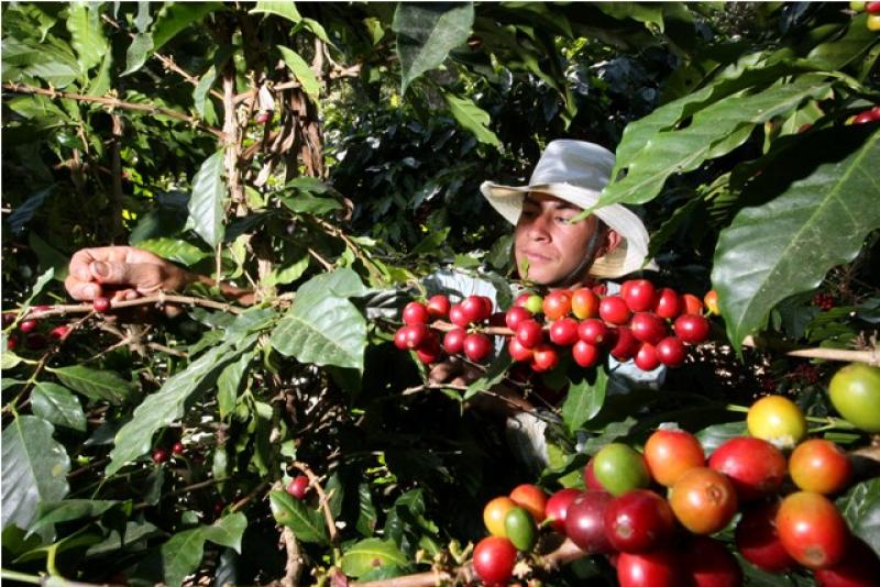INTENSIFICAN ACCIONES PARA LA RENOVACIÓN DE CAFETALES 