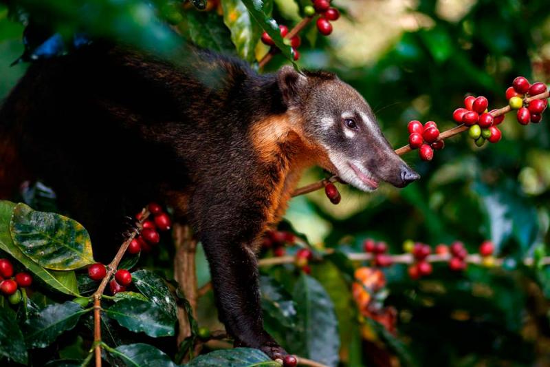 Investigadores peruanos desarrollan café de alta calidad utilizando microorganismos aislados a partir de heces de coatí