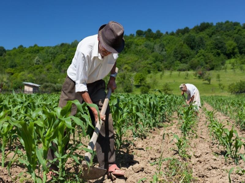 IPE: La agricultura cayó 4.1% en el 2023, el peor resultado desde 1992