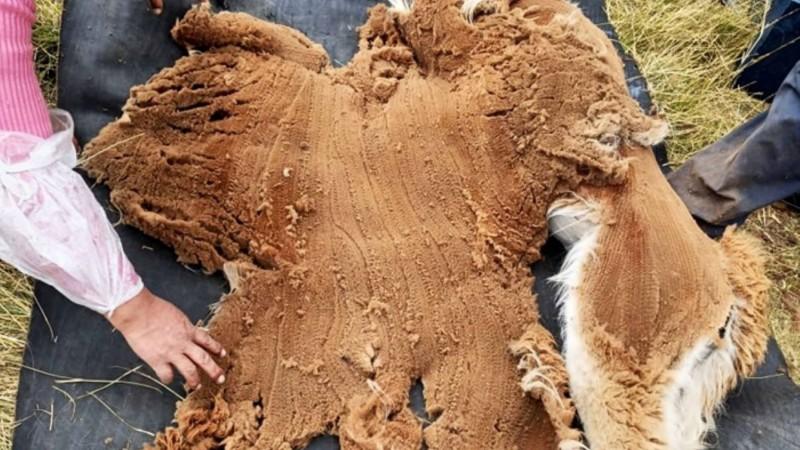 Junín fortalece el manejo sostenible de la vicuña con histórica venta de fibra